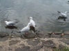 Seagulls5.jpg